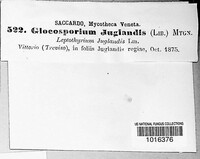 Gloeosporium juglandis image